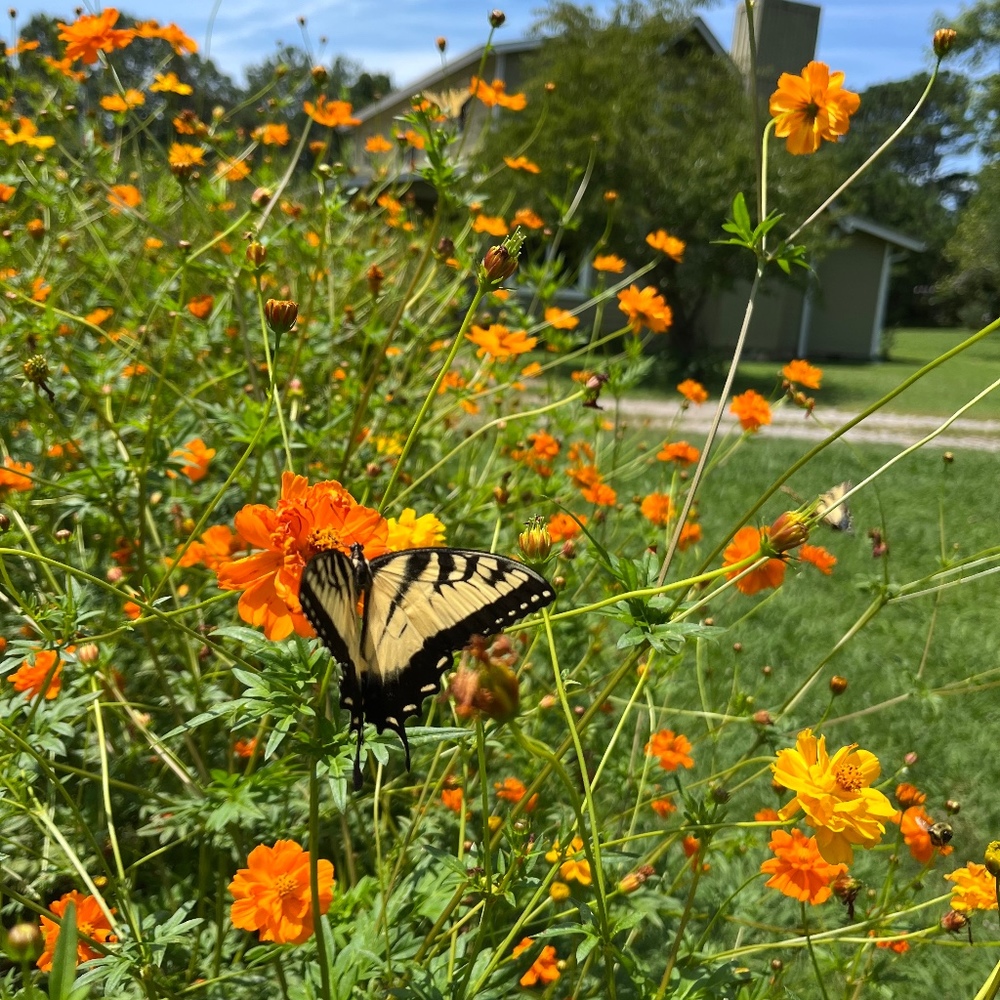 Meet your Posher, Debra